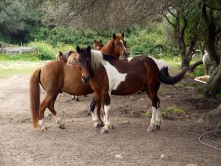 randonnee cheval propriano