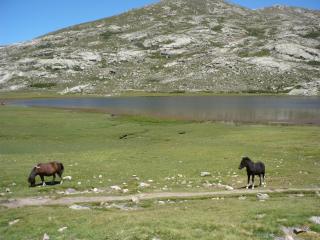 Balade à cheval sur Porto-Pollo et sa région